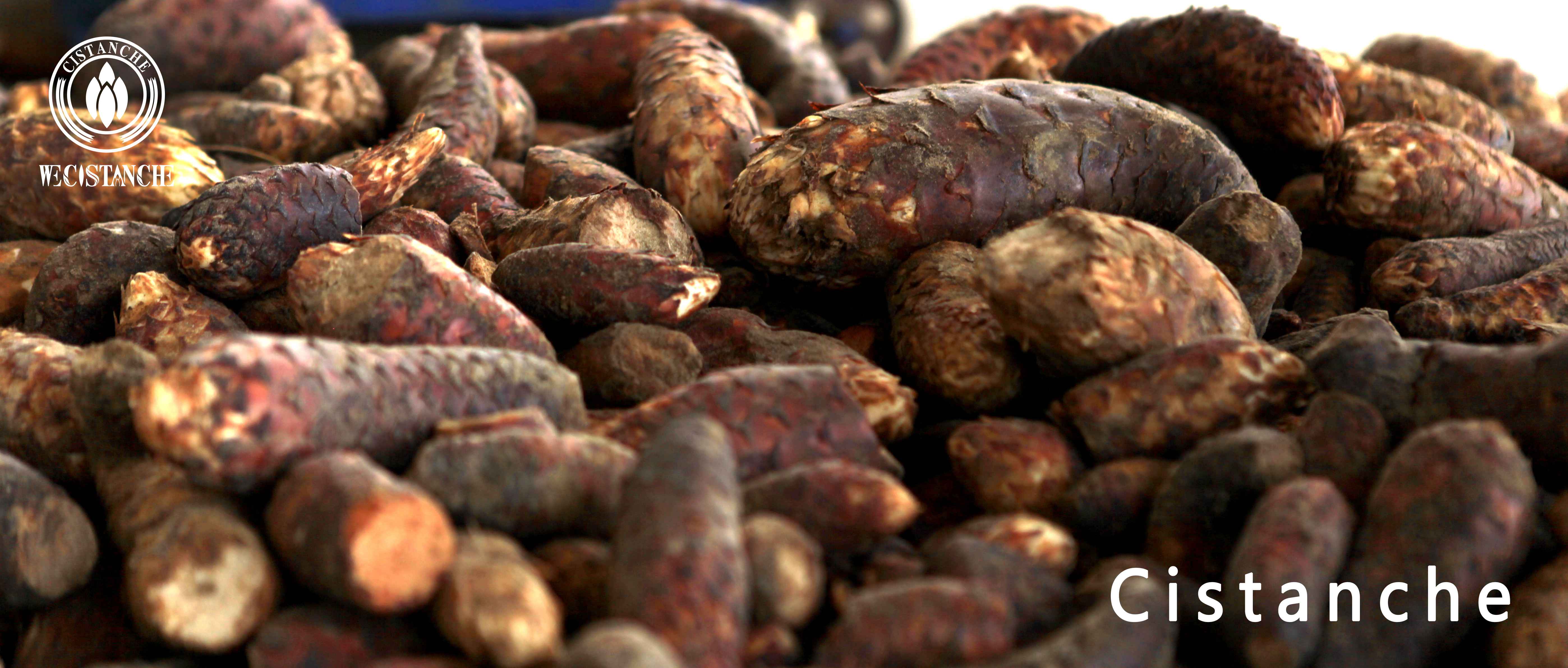 fresh Cistanche tubulos
