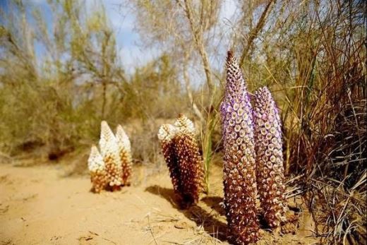 desert living Cistanche