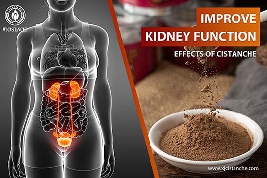 cistanche for improve kidney function cistanche for improve kidney function