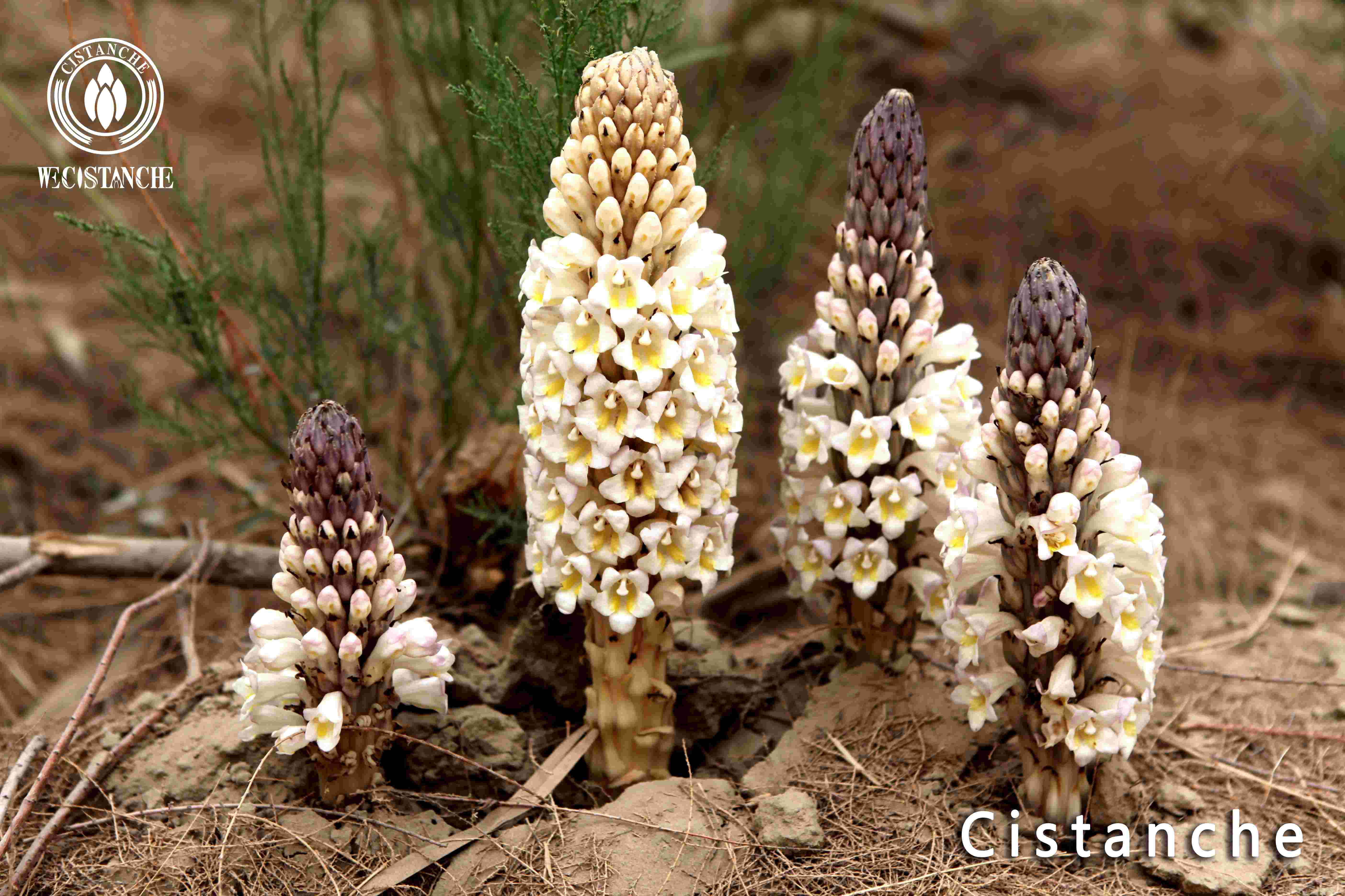 What are the precautions for eating Cistanche