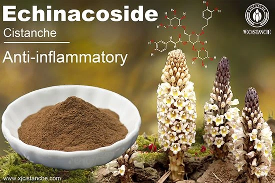 Cistanche tubulosa extract is good for Hair growth Cistanche tubulosa extract is good for Hair growth