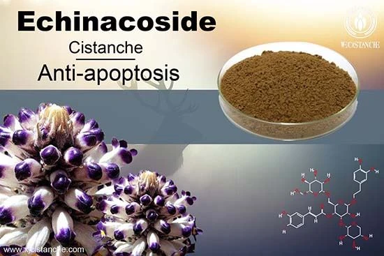 Cistanche tubulosa extract is good for Hair growth Cistanche tubulosa extract is good for Hair growth