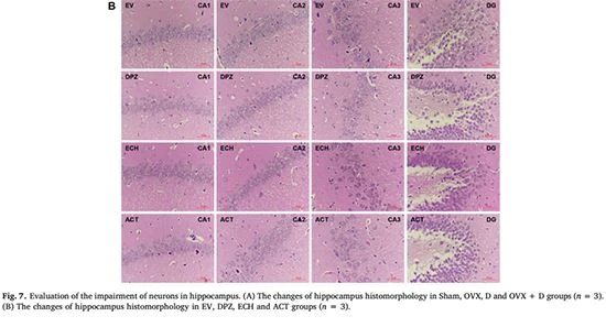 figure7-2-figure 1-Cistanche tubulosa for Alzheimer's disease