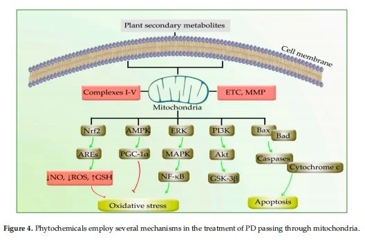 Phytochemicals employ several mechanisms in the treatment of PD passing through mitochondria