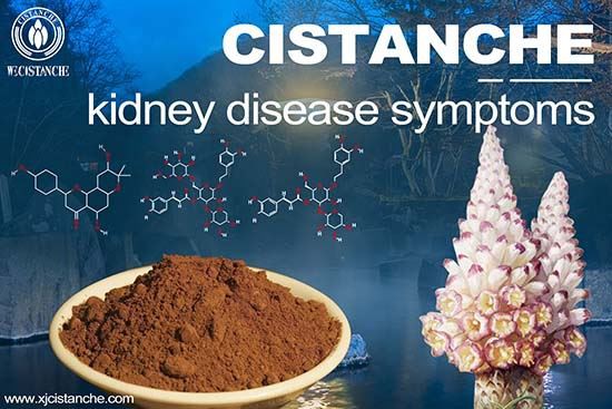 Cistanche is good for kidney