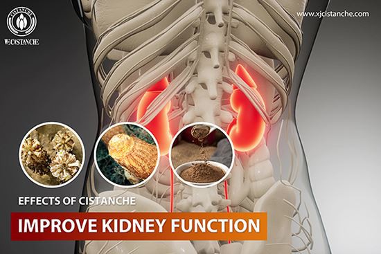 Cistanche can treat kidney injury