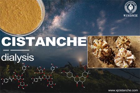 Cistanche-kidney dialysis-4(22)