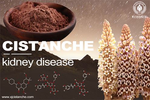 benefit of Cistanche benefit of Cistanche