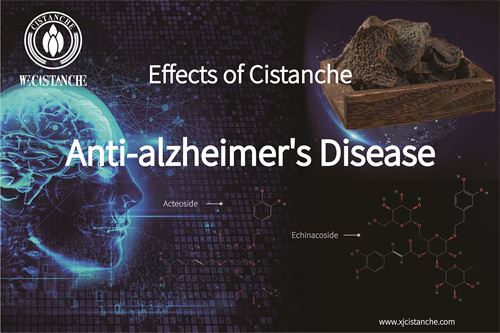 Cistanche can treat Alzheimer's