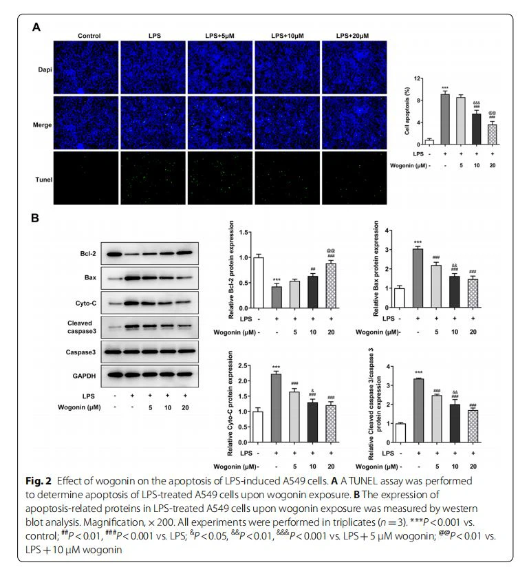 Efect of wogonin on the apoptosis of LPS-induced A549 cells. A A TUNEL assay was performed  to determine apoptosis of LPS-treated A549 cells upon wogonin exposure. B The expression of  apoptosis-related proteins in LPS-treated A549 cells upon wogonin exposure was measured by western  blot analysis. Magnifcation,×200. All experiments were performed in triplicates (n=3). ***P<0.001 vs.  control; ##P<0.01, ###P<0.001 vs. LPS; &P<0.05, &&P<0.01, &&&P<0.001 vs. LPS+5 μM wogonin; @@P<0.01 vs.  LPS+10 μM wogonin