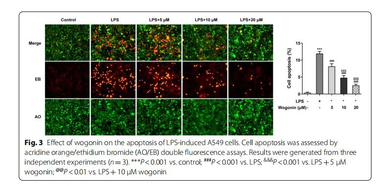 Efect of wogonin on the apoptosis of LPS-induced A549 cells. Cell apoptosis was assessed by  acridine orange/ethidium bromide (AO/EB) double fuorescence assays. Results were generated from three  independent experiments (n=3). ***P<0.001 vs. control; ###P<0.001 vs. LPS; &&&P<0.001 vs. LPS+5 μM  wogonin; @@P<0.01 vs. LPS+10 μM wogonin