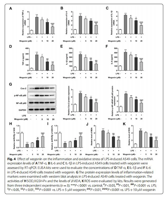 Efect of wogonin on the infammation and oxidative stress of LPS-induced A549 cells. The mRNA  expression levels of A TNF-α, B IL-6 and C IL-1β in LPS-induced A549 cells treated with wogonin were  assessed by RT-qPCR. ELISA kits were used to evaluate the concentrations of D TNF-α, E IL-1β and F IL-6  in LPS-induced A549 cells treated with wogonin. G The protein expression levels of infammation-related  markers were examined with western blot analysis in LPS-induced A549 cells treated with wogonin. The  activities of H SOD, I GSH-Px and the levels of J MDA, K ROS were evaluated by kits. Results were generated  from three independent experiments (n=3). ***P<0.001 vs. control; #P<0.05, ##P<0.01, ###P<0.001 vs. LPS; &P<0.05, &&P<0.01, &&&P<0.001 vs. LPS+5 μM wogonin; @@P<0.01, @@@P<0.001 vs. LPS+10 μM wogonin