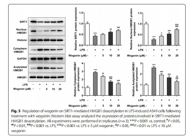 Regulation of wogonin on SIRT1-mediated HMGB1 deacetylation in LPS-induced A549 cells following  treatment with wogonin. Western blot assay analyzed the expression of proteins involved in SIRT1-mediated  HMGB1 deacetylation. All experiments were performed in triplicates (n=3). ***P<0.001 vs. control; #P<0.05, ##P<0.01, ###P<0.001 vs. LPS; &&&P<0.001 vs. LPS+5 μM wogonin; @P<0.05, @@P<0.01 vs. LPS+10 μM  wogonin