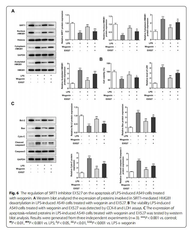 The regulation of SIRT1 inhibitor EX527 on the apoptosis of LPS-induced A549 cells treated  with wogonin. A Western blot analyzed the expression of proteins involved in SIRT1-mediated HMGB1  deacetylation in LPS-induced A549 cells treated with wogonin and EX527. B The viability LPS-induced  A549 cells treated with wogonin and EX527 was detected by CCK-8 and LDH assays. C The expression of  apoptosis-related proteins in LPS-induced A549 cells treated with wogonin and EX527 was tested by western  blot analysis. Results were generated from three independent experiments (n=3). ***P<0.001 vs. control; ##P<0.01, ###P<0.001 vs. LPS; &P<0.05, &&P<0.01, &&&P<0.001 vs. LPS+wogonin