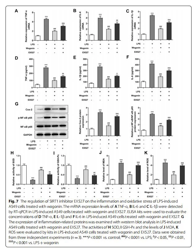 The regulation of SIRT1 inhibitor EX527 on the infammation and oxidative stress of LPS-induced  A549 cells treated with wogonin. The mRNA expression levels of A TNF-α, B IL-6 and C IL-1β were detected  by RT-qPCR in LPS-induced A549 cells treated with wogonin and EX527. ELISA kits were used to evaluate the  concentrations of D TNF-α, E IL-1β and F IL-6 in LPS-induced A549 cells treated with wogonin and EX527. G The expression of infammation-related proteins was examined with western blot analysis in LPS-induced  A549 cells treated with wogonin and EX527. The activities of H SOD, I GSH-Px and the levels of J MDA, K ROS were evaluated by kits in LPS-induced A549 cells treated with wogonin and EX527. Data were obtained  from three independent experiments (n=3). ***P<0.001 vs. control; ###P<0.001 vs. LPS; &P<0.05, &&P<0.01, &&&P<0.001 vs. LPS+wogonin