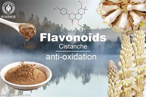 flavonoids antioxidant