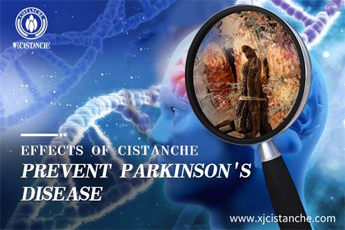 Cistanche has neuroprotective effects