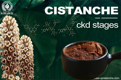 Cistanche-ckd stages-4(94)