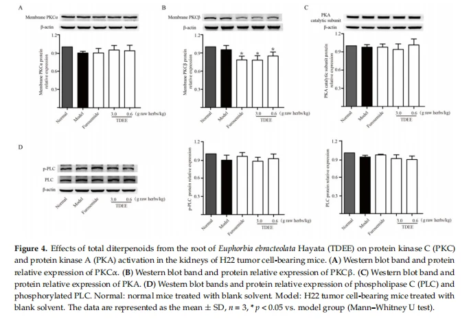 Figure 4. Effects of total diterpenoids from the root of Euphorbia ebracteolata Hayata (TDEE) on protein kinase C (PKC)and protein kinase A (PKA)activation in the kidneys of H22 tumorcell-bearing mice.