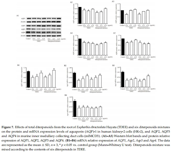 Effects of total diterpenoids from the rootof Euphorbia ebracteolata Hayata (TDEE) and six diterpenoids mixtures on the protein and mRNA expression levels of aquaporin (AQP)-1 in human kidney-2 cells (HK-2), and AQP2, AQP3 and AQP4 in murine inner medullary collecting duct cells (mIMCD3).(A1-A5)Western blot bands and protein relative expression of AQP1, AQP2, AQP3 and AOP4.(B1-B4) mRNA relative expression of AOP1.Aap2. Aap3 and Aap4.The data are represented as the mean ± SD, n=3,*p<0.05 vs.control group (Mann-Whitney U test).Diterpenoids mixture was mixed according to the contents of six diterpenoids in TDEE.