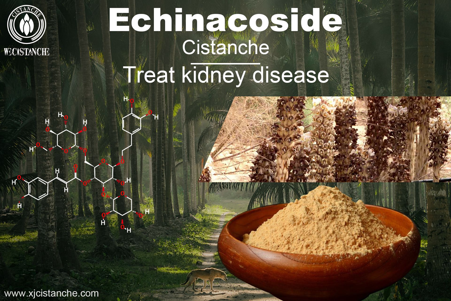 the best heb for kidney failure the best heb for kidney failure