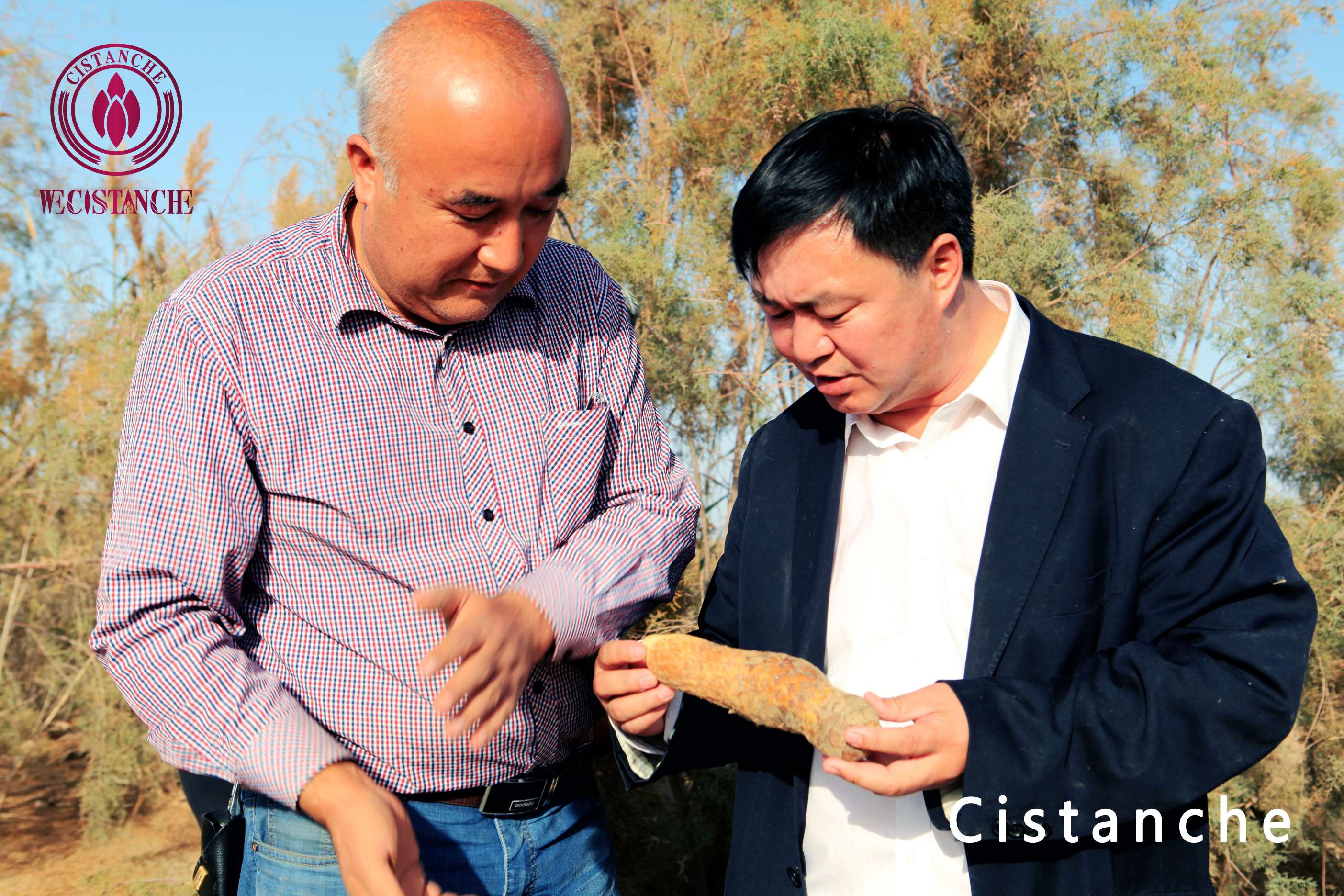 standardized cistanche standardized cistanche