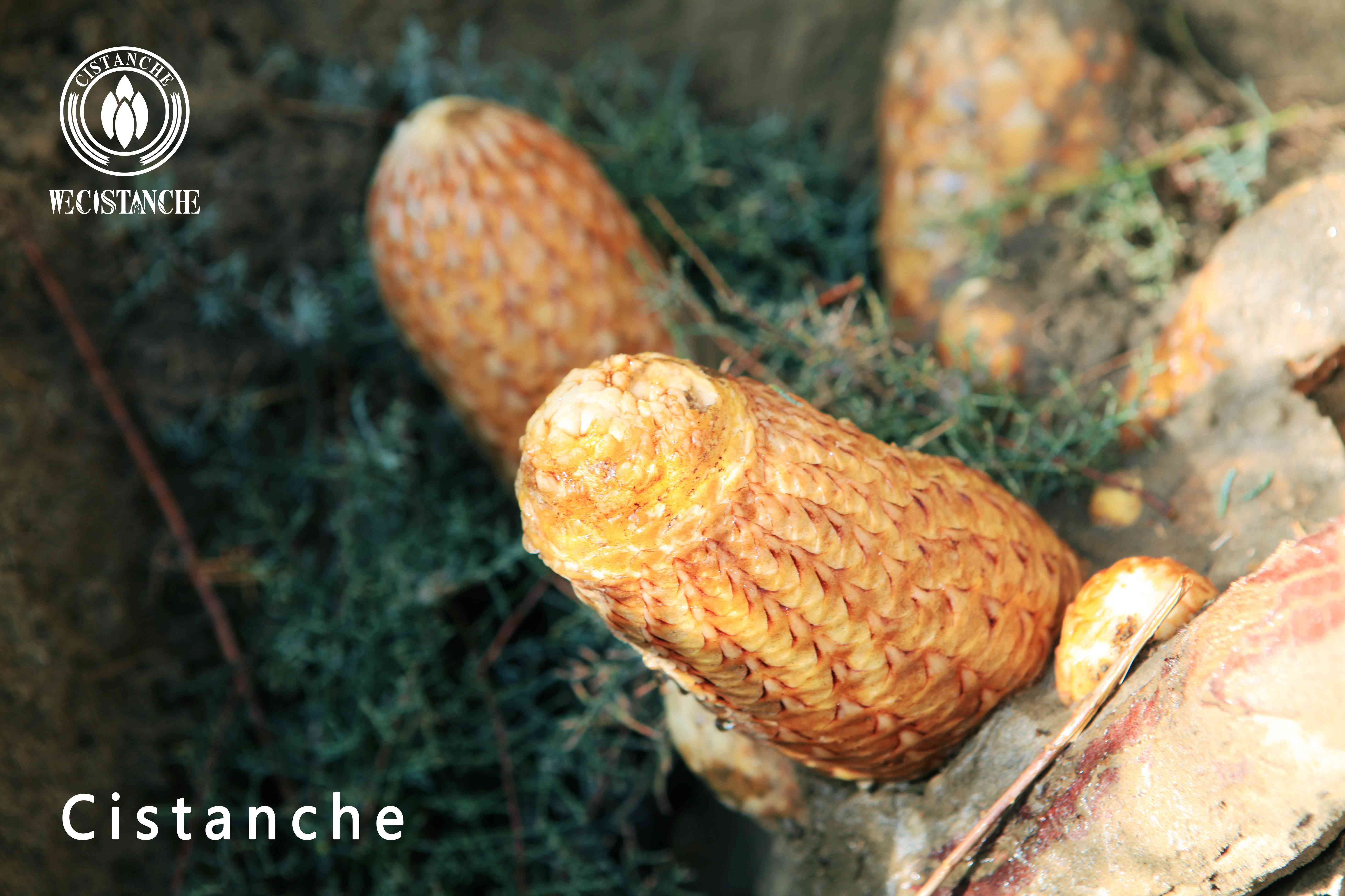 where to buy cistanche where to buy cistanche