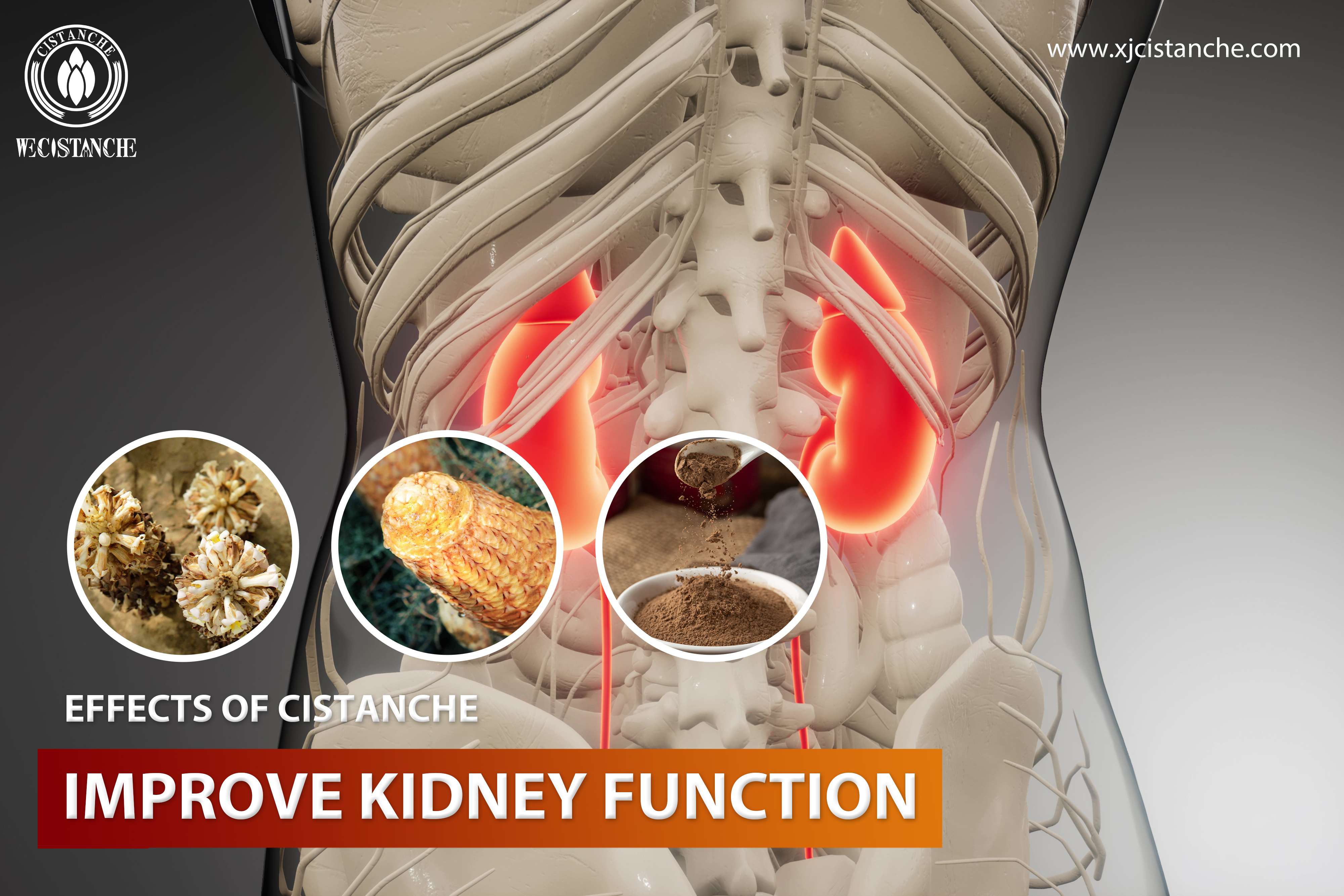 natural herb for kidney function natural herb for kidney function