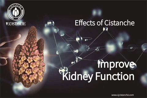 cistanche stem benefits cistanche stem benefits