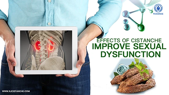effects of cistanche-improve kidney function (7) effects of cistanche-improve kidney function (7)