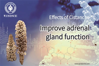 cistanche tubulosa supplement