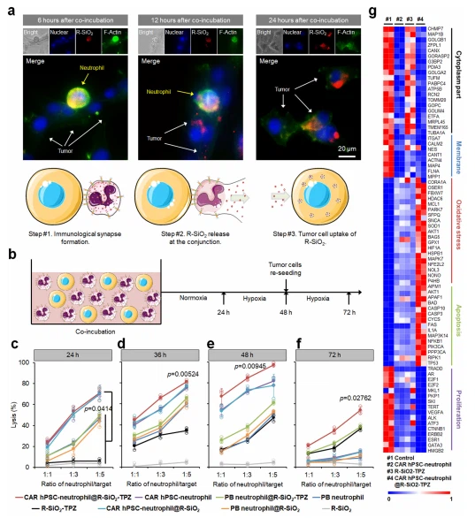 Fig. 4 | CAR-neutrophils loaded with R-SiO2-TPZ nanoparticles effectively kill glioblastoma cells. Representative images of immunological synapses indicated by polarized F-actin accumulation at the interface between CAR-neutrophils and tumor cells at 6, 12, and 24 h were shown. R-SiO2-TPZ nanoparticles released from CAR-neutrophils upon tumor cell phagocytosis were up-taken by tumor cells. Triplicates were performed independently. b Schematic of neutrophil-mediated anti-tumor cytotoxicity assay. Cytotoxicity against U87MG glioblastoma cells was performed at different ratios of neutrophil-to-tumor target using indicated neutrophils at 24 h (c), 36 h (d), 48 h (e), and 72 h (f). n = 3 biologically independent samples. Data are represented as mean ± SD, one-way analysis of variance (ANOVA). g Bulk RNA sequencing analysis was performed on U87MG cells under various conditions. Heatmap shows expression levels of selected cytoplasm, membrane, oxidative stress, apoptosis, and proliferation-related genes in the indicated glioblastoma cells. n = 2 biologically independent samples. Source data are provided as a Source Data file. Fig. 4 | CAR-neutrophils loaded with R-SiO2-TPZ nanoparticles effectively kill glioblastoma cells. Representative images of immunological synapses indicated by polarized F-actin accumulation at the interface between CAR-neutrophils and tumor cells at 6, 12, and 24 h were shown. R-SiO2-TPZ nanoparticles released from CAR-neutrophils upon tumor cell phagocytosis were up-taken by tumor cells. Triplicates were performed independently. b Schematic of neutrophil-mediated anti-tumor cytotoxicity assay. Cytotoxicity against U87MG glioblastoma cells was performed at different ratios of neutrophil-to-tumor target using indicated neutrophils at 24 h (c), 36 h (d), 48 h (e), and 72 h (f). n = 3 biologically independent samples. Data are represented as mean ± SD, one-way analysis of variance (ANOVA). g Bulk RNA sequencing analysis was performed on U87MG cells under various conditions. Heatmap shows expression levels of selected cytoplasm, membrane, oxidative stress, apoptosis, and proliferation-related genes in the indicated glioblastoma cells. n = 2 biologically independent samples. Source data are provided as a Source Data file.