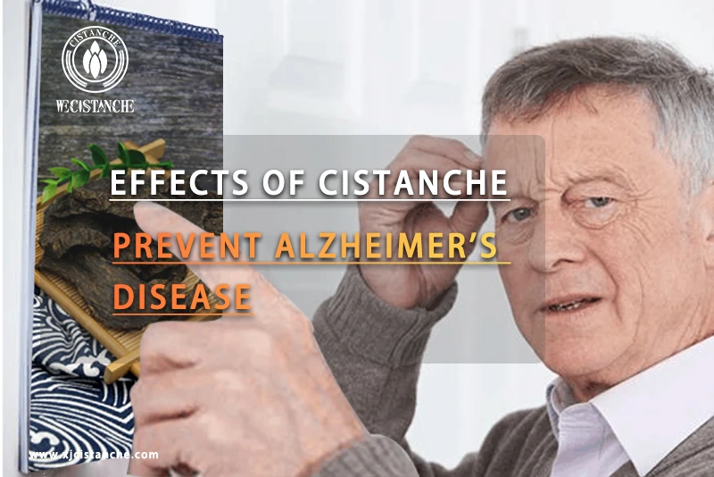 Cistanche tubulosa for the treatment of Alzheimer's disease Cistanche tubulosa for the treatment of Alzheimer's disease