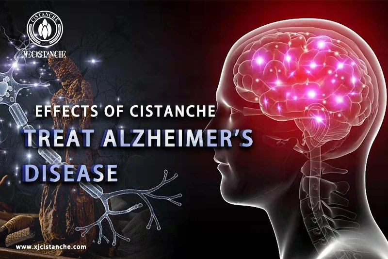 Cistanche tubulosa for the treatment of Alzheimer's disease Cistanche tubulosa for the treatment of Alzheimer's disease