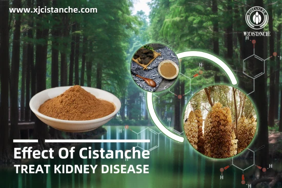 NEW HERBAL cistanche FORMULATION FOR CKD