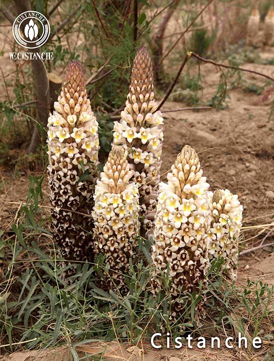 dragon herbs cistanche dragon herbs cistanche